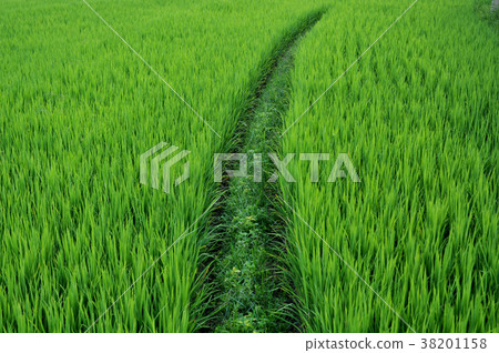 close up rice field paddy field rice natural 38201158