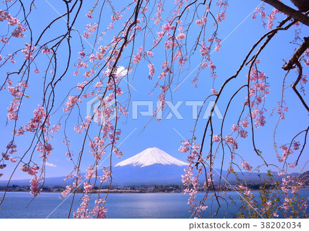 Spring scenery from Lake Kawaguchi-777 404 Spring scenery from Lake Kawaguchi-777 404 38202034