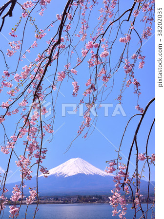 Spring scenery from Kawaguchi lake shore-777405 Spring scenery from Kawaguchi lake shore-777405 38202035