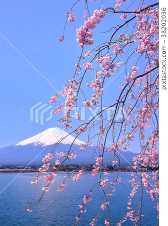 Spring scenery from Lake Kawaguchi-777406 Spring scenery from Lake Kawaguchi-777406 38202036