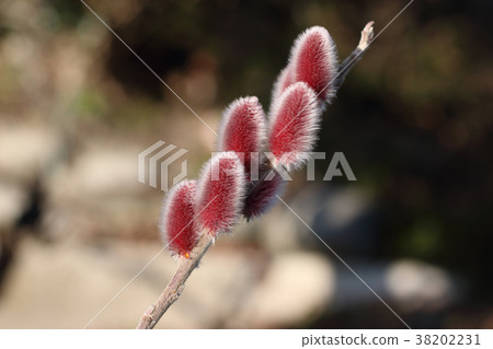 粉紅色的貓燈籠 38202231