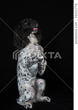 Beautiful female spaniel sits on its hind legs on 38202778