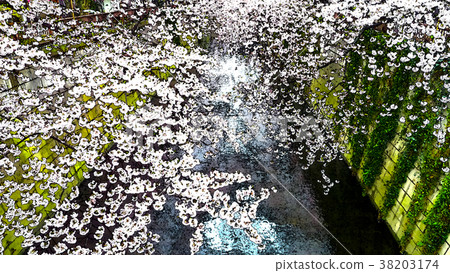 Cherry blossom season Cherry blossom season 38203174
