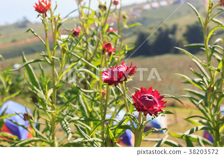 Colorful flowers on the mountains in winter. Colorful flowers on the mountains in winter. 38203572