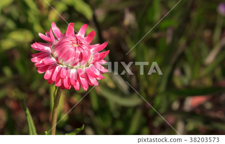 Colorful flowers on the mountains in winter. Colorful flowers on the mountains in winter. 38203573