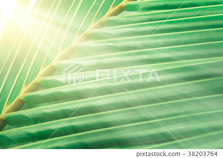 green cocont leaves texture at morning sunrise green cocont leaves texture at morning sunrise 38203764