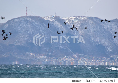 Hokudate flying against the background of Mt. Hakodate Hokudate flying against the background of Mt. Hakodate 38204261