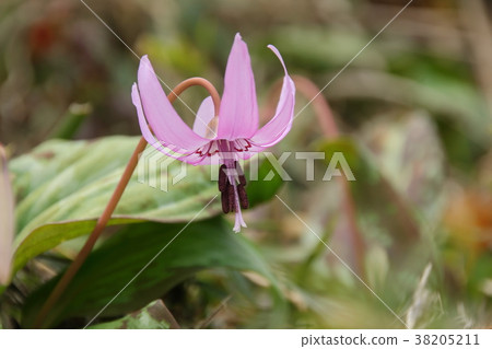 Katakuri blooming in satoyama 38205211