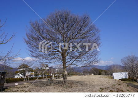 墮落的冬天zelkova 墮落的冬天zelkova 38206777
