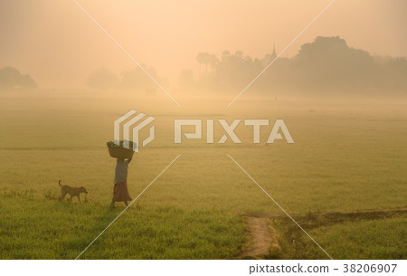 Indian housewife walking home through the fields 38206907