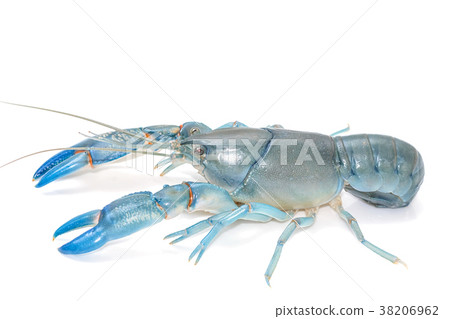 Blue crayfish cherax destructor,Yabbie Crayfish Blue crayfish cherax destructor,Yabbie Crayfish 38206962