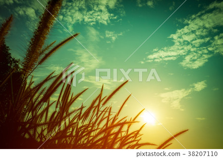 Feather pennisetum glowing against the sunlight. Feather pennisetum glowing against the sunlight. 38207110