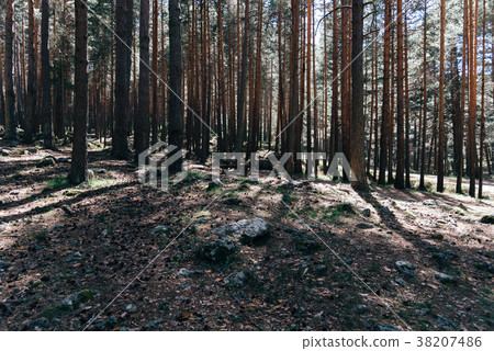 Background of trunks of pine trees in forest Background of trunks of pine trees in forest 38207486