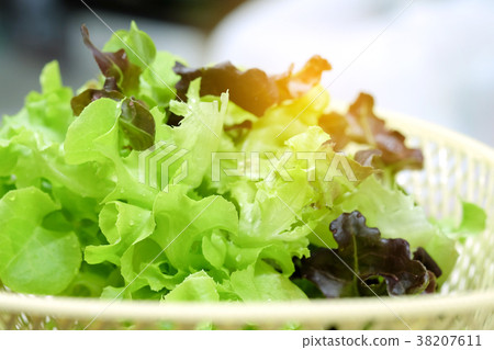 Green oak and Red oak Organic hydroponic vegetable 38207611