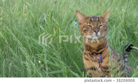 Bengal cat walks in the grass. He shows different 38208008