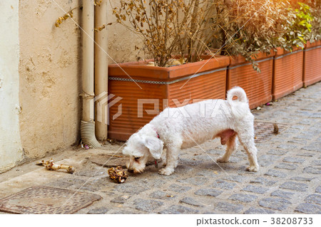 Stray dog is chewing a bone on cobblestone street Stray dog is chewing a bone on cobblestone street 38208733