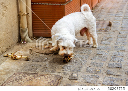 Stray dog is chewing a bone on cobblestone street 38208735