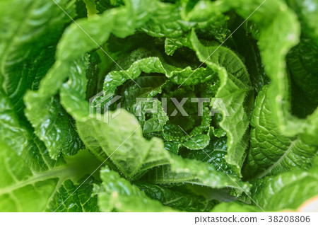 cabbage cabbage 38208806
