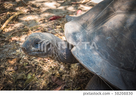 Seychelles giant tortoise 38208830
