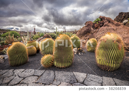 Cactuses in the Cactus garden, Lanzarote, Canary Cactuses in the Cactus garden, Lanzarote, Canary 38208839