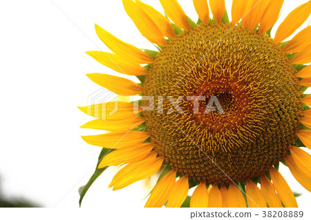sunflower	 38208889