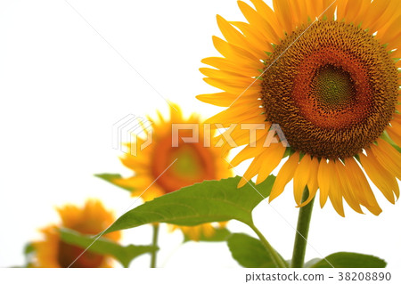 sunflower	 38208890