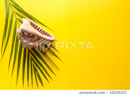 tropical shell and a palm tree leaf tropical shell and a palm tree leaf 38209201