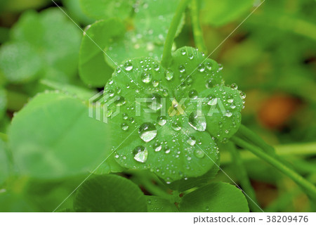 Four leaf clover and water drop 38209476