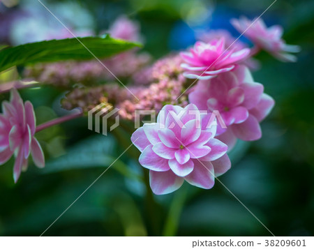 花繡球花 花繡球花 38209601