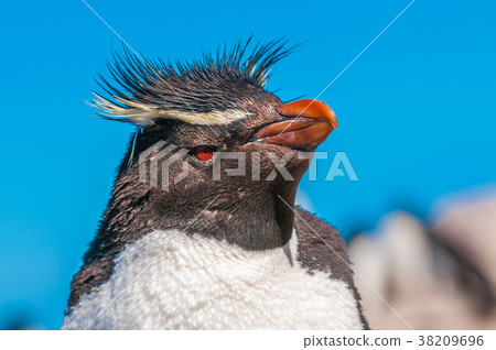 Rockhopper penguin, Patagonia, Argentina 38209696
