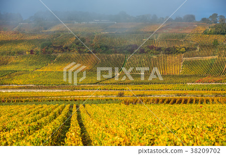 Vineyards in the foggy autumn morning, Burgundy 38209702