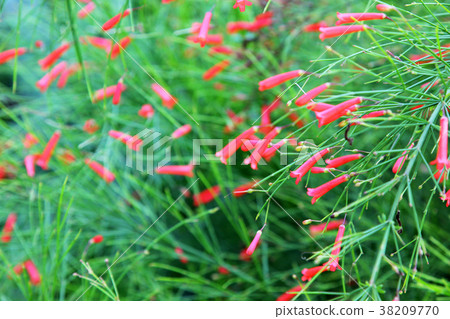 Russelia equisetiformis Schlecht flower 38209770