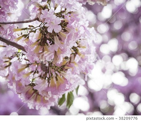 Tabebuia rosea blossom 38209776