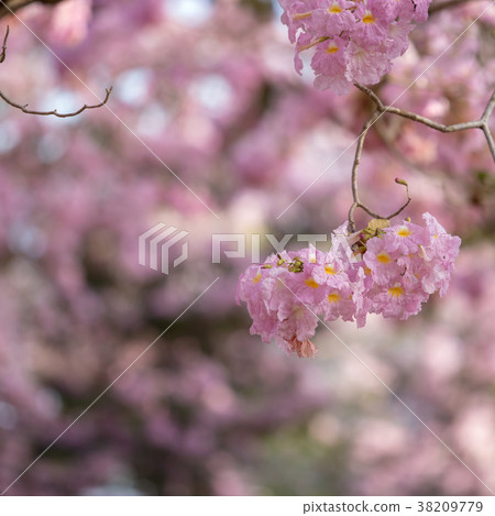 Tabebuia rosea blossom 38209779