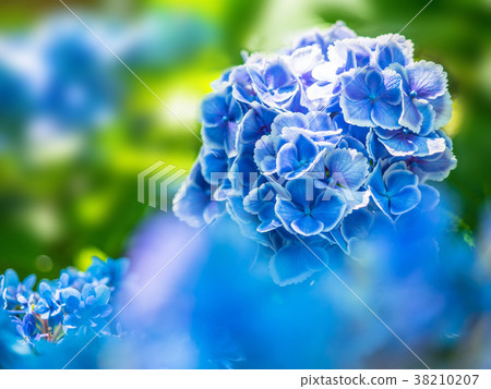 Hydrangea Mona Lisa Hydrangea Mona Lisa 38210207