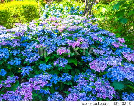 Forehead Hydrangea Chiyo Forehead Hydrangea Chiyo 38210208