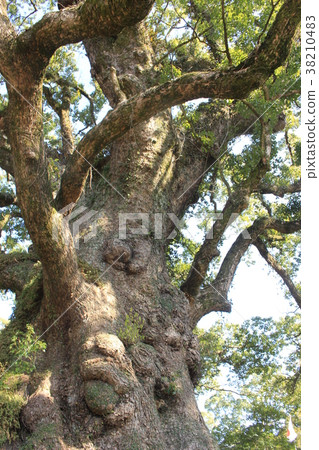 Gamo's Great Kusunoki Gamo's Great Kusunoki 38210483