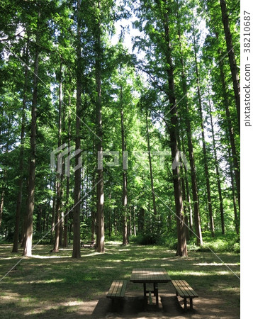 Metasequoia forest florida