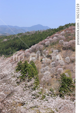 Yoshinoyama Sakura 38211219