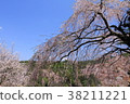 Yoshinoyama Sakura 38211221