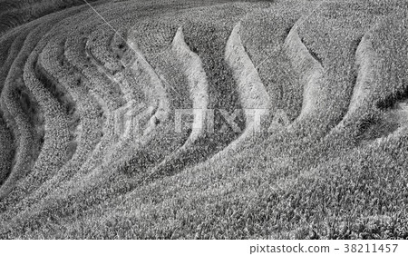 Black and white picture of rice terraces. 38211457
