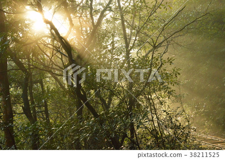 晨霧一天 38211525