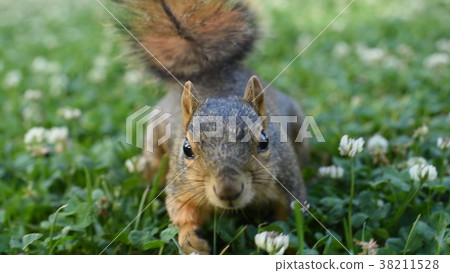 你有橡子，對吧？ 38211528