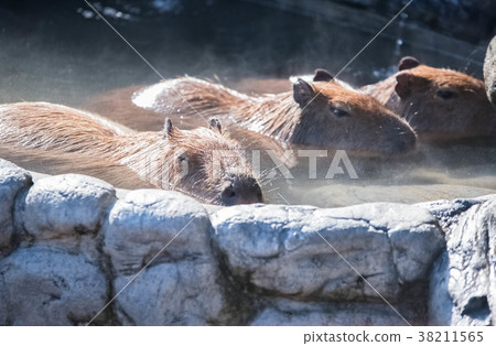 Capybara grin 38211565