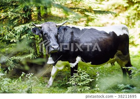 Cow with a bell in the forest thicket, close-up Cow with a bell in the forest thicket, close-up 38211695