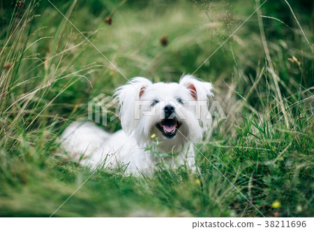 Cute fluffy white dog on the grass 38211696