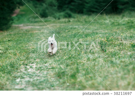 White cute dog running on field towards camera White cute dog running on field towards camera 38211697