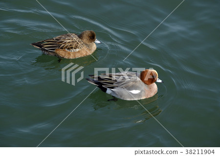 A dude of a duck A dude of a duck 38211904