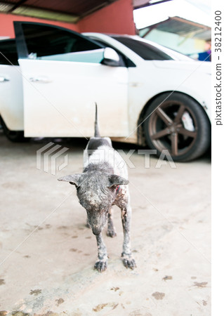 dog leprosy 38212400