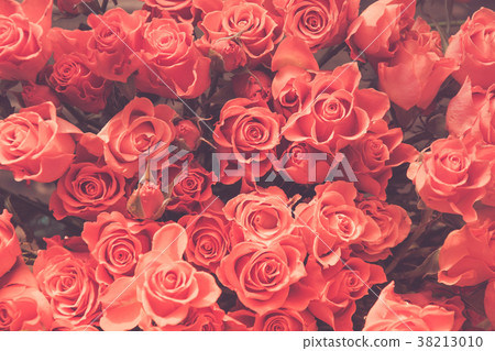 Orange roses as background. Spring pattern. Orange roses as background. Spring pattern. 38213010